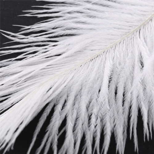 40 Pieces White Natural Ostrich Feather 20-25cm Wedding DIY 2
