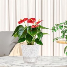 6 Inch Self Watering Plant Pot with Visual Reservoir and Drainage Hole, Planting Pot for Indoor Outdoor 5pack White