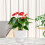 Vaso para Plantas Autoirrigável de 6 Polegadas com Reservatório Visual e Furo de Drenagem, Vaso para Plantio Interno e Externo, Pacote com 5, Branco 4