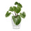 Vaso para Plantas Autoirrigável de 6 Polegadas com Reservatório Visual e Furo de Drenagem, Vaso para Plantio Interno e Externo, Pacote com 5, Branco 5