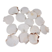 30 Stück Natürliche Muscheln, Groß, Weiß, 10,2-11,9 cm Große Jakobsmuscheln zum Basteln, Servieren Von Speisen, Backen und Mehr