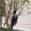2X Realistic Hanging Dead Crow Decoy Lifesize Extra Large Black Feathered Crow 9