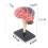 New 4D Human Brain Model Kids Scientific Medical Teaching Anatomical Model Lab Display Model DIY Assembling Model 10