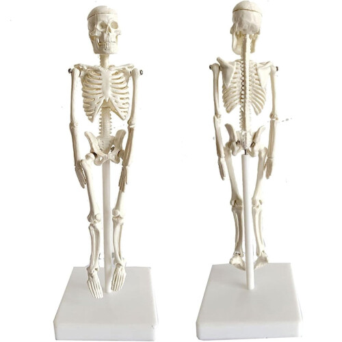 20cm Removable Anatomical Skeleton Model for Classroom Teaching and Art Study, Durable Mini Human Skeleton 2
