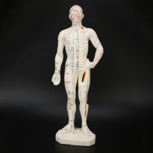 26cm PVC Unisex Human Body Acupuncture Model Teaching Tool