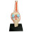 Medical Torso Human Body Model Education Knee Joint Organs Model for Student Teaching Study Assembling Model 1