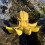 (Yellow) Rustic Resin Octopus Decor for Home 1