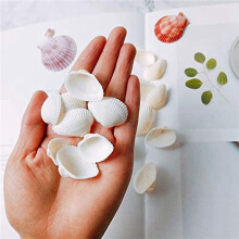50Pcs Natural Scallop Shell, Special for Handmade DIY Production Handmade DIY Coloring Shell
