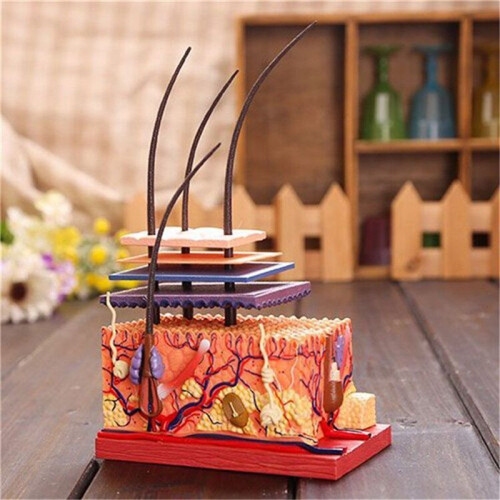 4X 4D Human Skin Model Hair Organs Assembling Puzzle Model Teaching Model Manikin Science Anatomical Model 2
