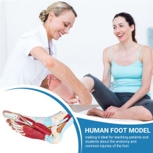 Foot Anatomy Model 9 Parts, Foot Joints, Including Bone, Muscles, Ligaments, Nerves and Blood Vessels of the Human Foot