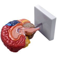 3X Cerebral Anatomical Model Anatomy 1:1 Half Brain Brainstem Teaching Lab Supplies