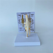 3X Canines Knee Model Dog Joint Anatomical Model Dog Skeleton Model Animal Skeleton Anatomy Medical Science Gift