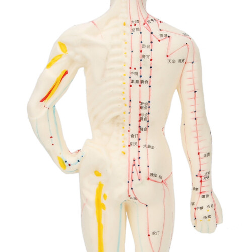 26cm PVC Unisex Human Body Acupuncture Model Teaching Tool 2