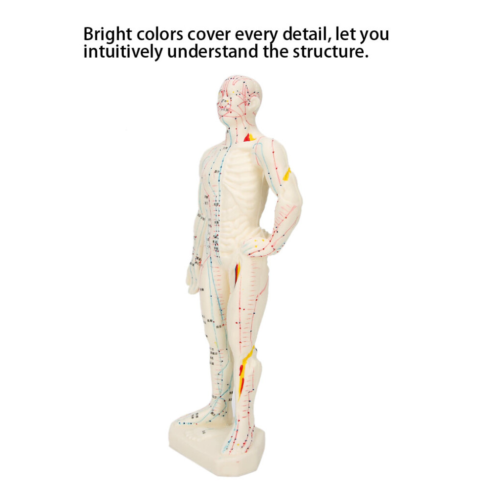 26cm Unisex PVC Human Body Acupuncture Model for Teaching, 10.4x3.9x1.6in