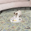 2X Pounce Cat Toy, Interactive Automatic Toy Adjustable Electronic Battery Operated Toy 4