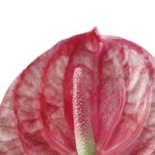 6 Pcs 22,8 Polegadas Artificiais Flores de Antúrio para DecoraçãO de Casa Buquê e Folha Verde e DecoraçãO de Casamento Nupcial (Rosa) 2