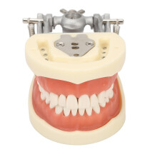 Standard Dental Typodont Model with 32 Resin Teeth & Soft Gums