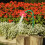 Aspersor de grădină Dancing Daisy, plastic, 76 cm, set 1 4