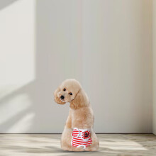 (S) Female Dog Diapers, Washable & Absorbent (50)