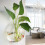 (M) Hydroponic Fish Tank Vase for Home Office 3