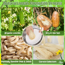 Natural Loofah Sponges Organic Luffa Bath Shower Sponge Exfoliating Scrubber for Men Women Adults SPA Beauty 6pack