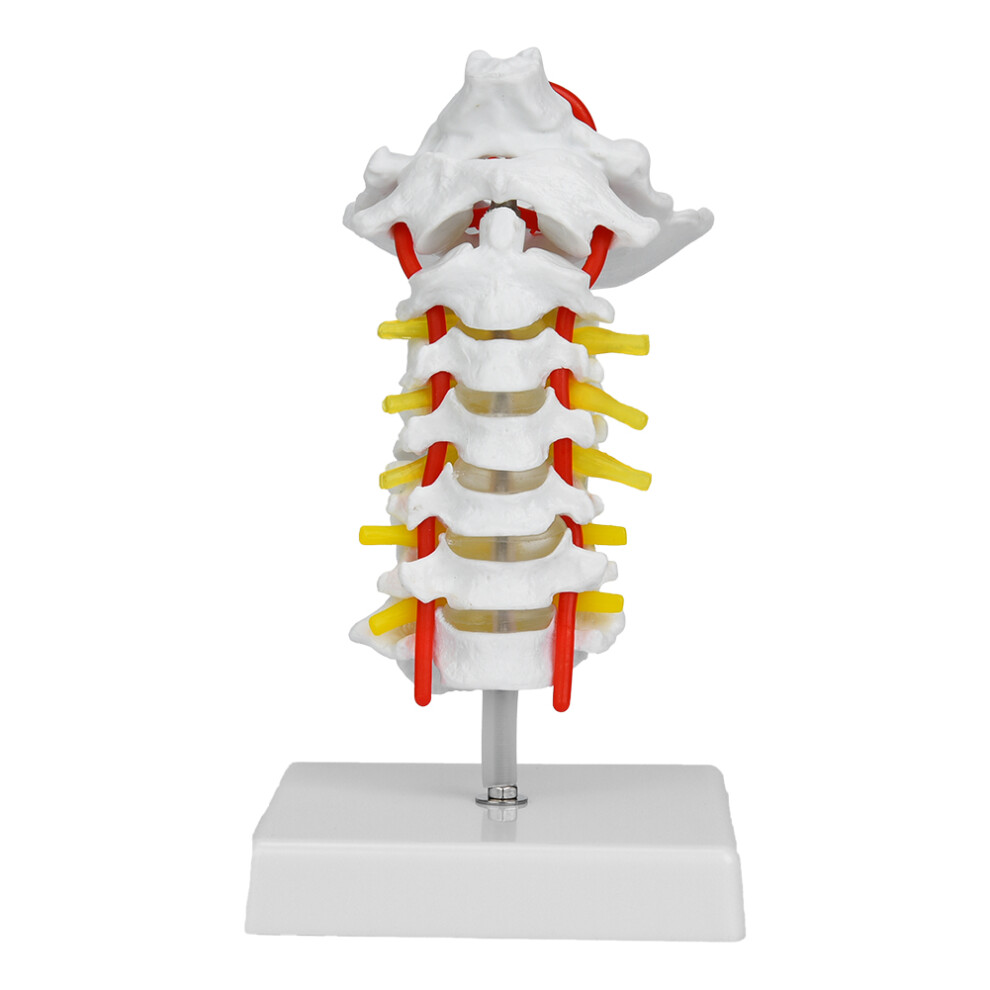 Human Cervical Vertebra Model With Arteria And Spinal Nerves 1:1 Scale For Labs 3761389337138