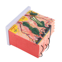 50 vergrößertes 3D-Hautmodell der menschlichen Haut - PVC-Farbe: Natur