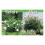 3 Sets Peony Support Cage, Grow Through Hoops Grids with 4pcs Legs,Plant Support Brace,Flower Strong Support Ring 6