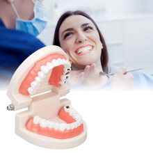 Dental Caries Teeth Model Resin Teaching Prop for Education & Demonstration