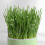 (Green Without Seeds) Cat Grass Kit with Tray - PP Round Planter 3