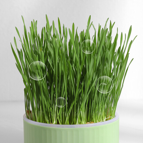 (Green Without Seeds) Cat Grass Kit with Tray - PP Round Planter 2