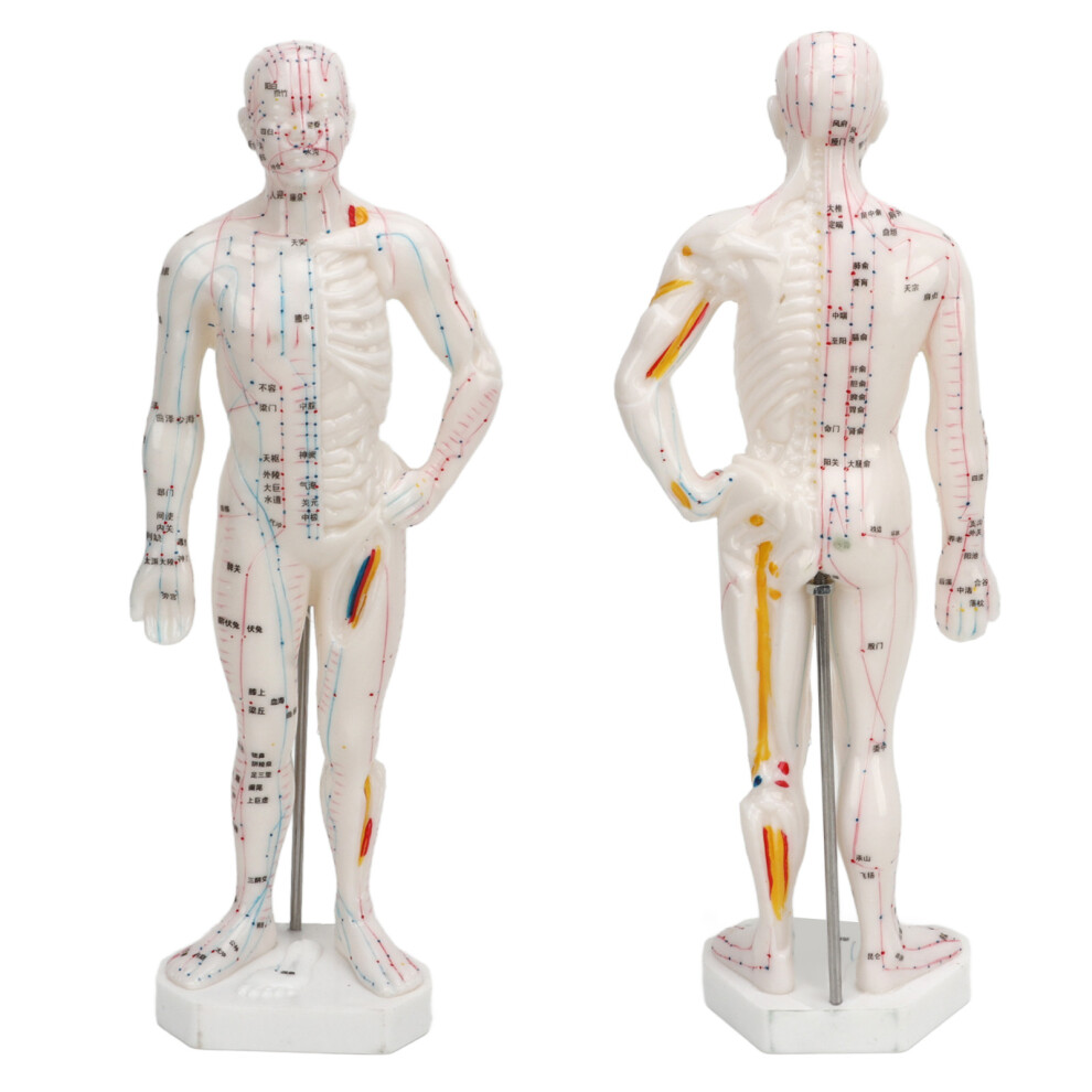 Human Body Acupuncture Model 10.2in PVC Portable Meridian Points Educational