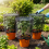 (2pc Small With Frame) Reusable Plant Cover - Insect & Bird Proof 6