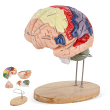2X Life Size Human Brain Model with Clear Labeled Regions for Anatomy Classroom and Neuroscience Teaching