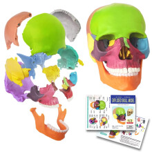Mini Human Skull Model 15Part Didactic Anatomy Skull with Colored Teaching Details for Medical Education