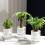(15CM) Water-Saving Desktop Planter for Home Decor 2