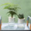 (15CM) Water-Saving Desktop Planter for Home Decor 3