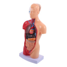 Life Size Human Anatomy Torso Model with Detachable Organs for Classroom Teaching and Medical Training