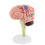 Human Brain Anatomy Model with Removable Sections for Medical Study and Classroom Teaching 1