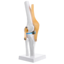 PVC Knee Joint Anatomical Model with Ligaments