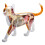 4D Removable Cat Anatomy Model with Detachable Organs and Realistic Bone Structure for Veterinary Study 1