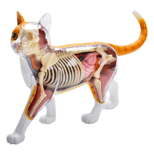 4D Removable Cat Anatomy Model with Detachable Organs and Realistic Bone Structure for Veterinary Study