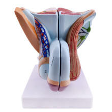 Male Reproductive System Model with Detailed Pelvic Muscles, PVC 3D Anatomy Model for Medical Training