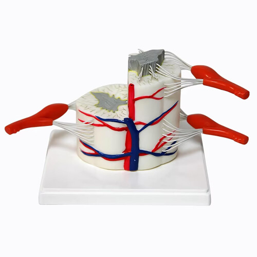 Human Spine Model with Base, Partial Spinal Cord Anatomy Model, Three Thickness Comparison, Durable Teaching Display