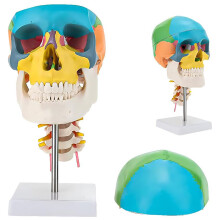 1/2 Human Skull Anatomical Model with Cervical Spine, ColorCoded Durable Study Display for Education