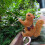 Climbing Squirrel Garden Pot Hanger, Plastic, Brown, 10x 4