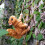 Climbing Squirrel Garden Pot Hanger, Plastic, Brown, 10x 5