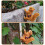 Climbing Squirrel Garden Pot Hanger, Plastic, Brown, 10x 8