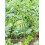 Reusable Plastic Melon Cradle Set of3 3