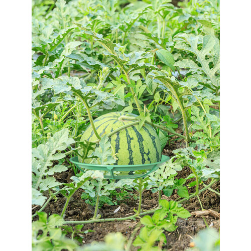Reusable Plastic Melon Cradle Set of3 2